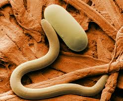 Brains of nematodes are being researched for artificial intelligence purposes. Singularity. De hersenen van rondwormen worden bestudeerd in het kader van kunstmatige intelligentie. Singulariteit.