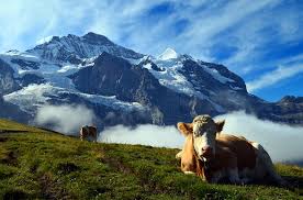 Koe in het gras in de Zwitserse Alpen.