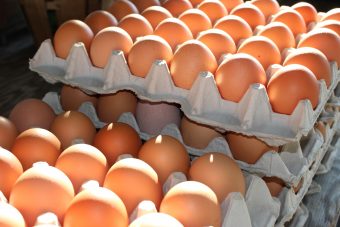 Fipronil: besmette eieren binnen de food supply chain