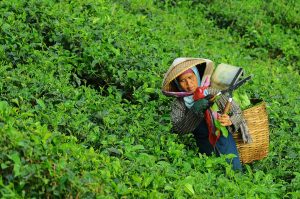 Aziatische boerin, thee, oogst